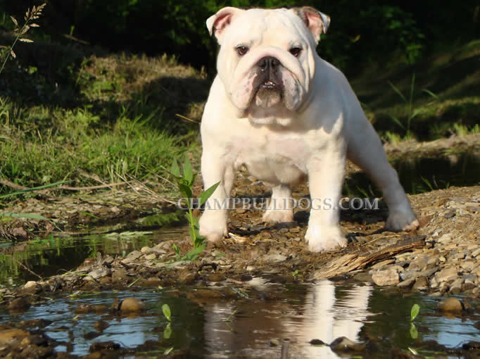 English Bulldog English bulldog puppies picture